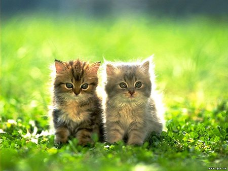 Cute brothers on forest - brother, forest, cat, grass, kitten