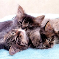 Cute cat trio sleeping