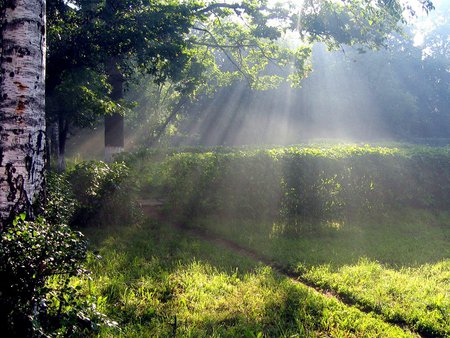 El sol brilla luminoso - shine, field, tree, nature, sun, grass