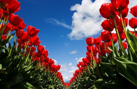 Field of Beauty - clouds, tulips, red, field, sky