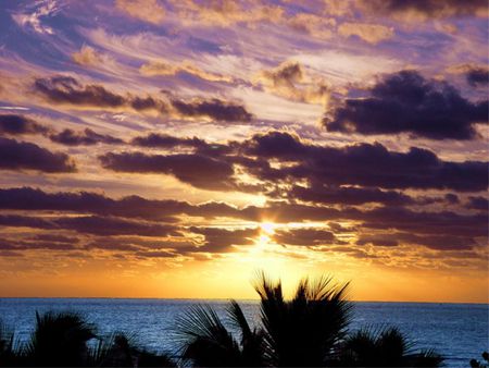 Sun on the Horizon - water, palm trees, clouds, sun