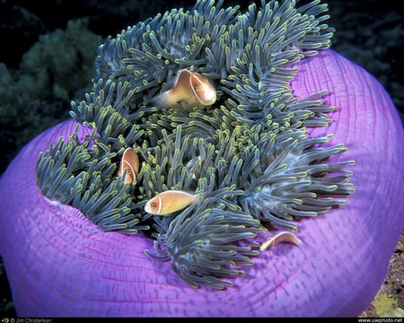 Lilac Anemone Fish - colourful, anemone, beautiful, fish, small, nature, lilac, underwater