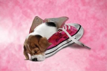 So Tired - ears, sleeping, puppy, shoe