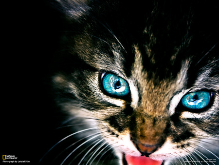 Cat Eyes - mad, cat, blue, eyes