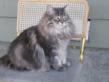 Chaircat - cats, long-haired, sitting, chairmonger