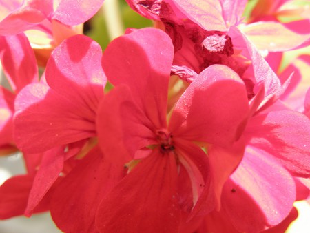 Flowers - city, turkey, mersin, park