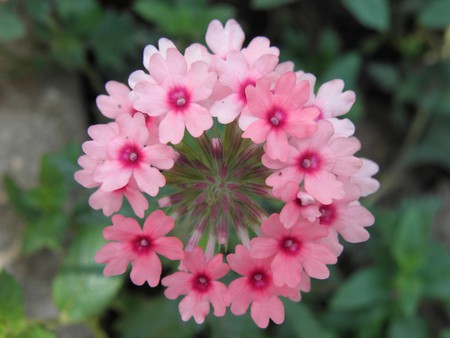 Flowers - mersin, city, park, turkey