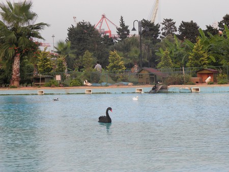 Swan - city, turkey, mersin, park