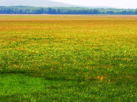 Grassland - nature, field, landscape, grass