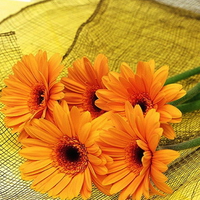 yellow gerberas