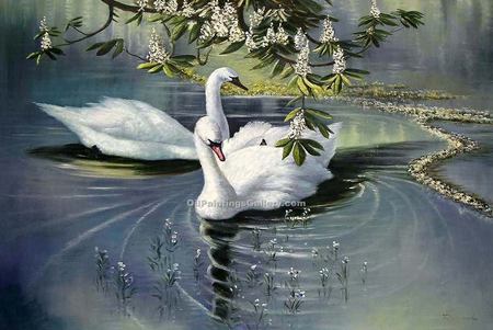 The Elegance Of The Swan - white, swans, classy beautiful, elegant, bay