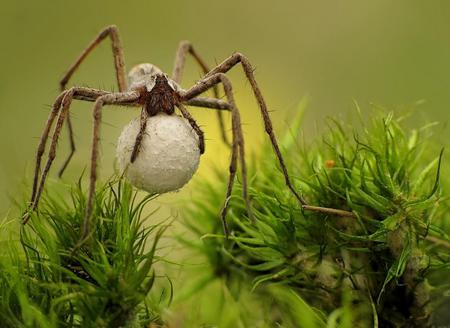 Wanna play with ball ? - white, meal, spider, green, ball, grass, web