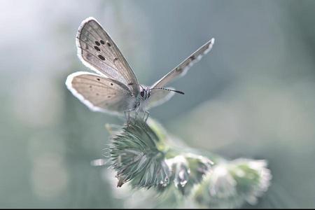 Angel butterfly - white, elegant, beautiful, butterfly, angel, attractive, flower