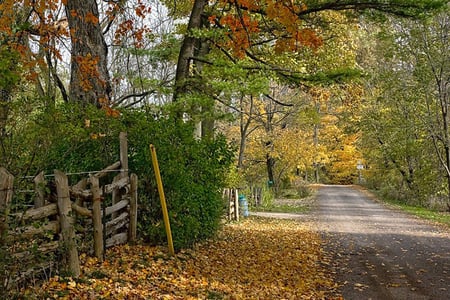 Drury Lane - fence, lanes, trees, forest, roads, colors