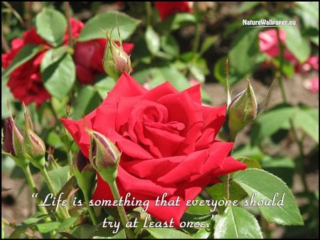 QUOTATION WITHIN PICTURE - beautiful, red, rose, gorgeous