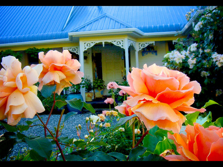 BACKGROUND HOUSE UPFRONT FLOWERS - flowers, lovely, beautiful, colorful