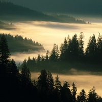 Indian Creek -Siuslaw National Forest - Oregon