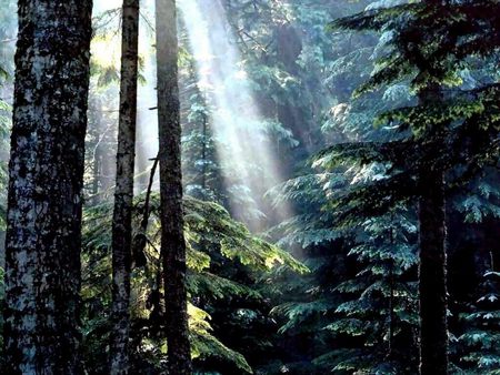 Olympic National Forest - Oregon - forest, serene, beautiful, crisp, sun rays