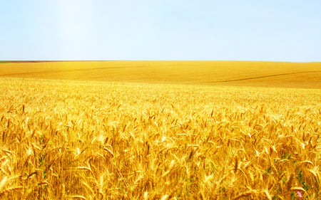 Wonderful grain field - wonderful, wheat, nature, magnificence, grain, beauty, field