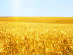 Wonderful grain field