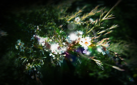 Flower - nature, green, grass, flower