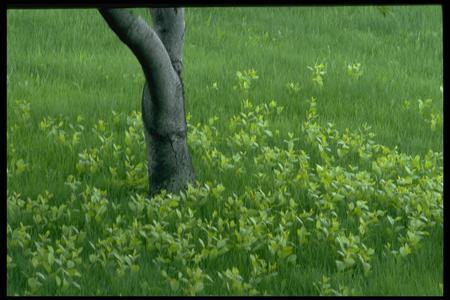 field - abstract, beautiful, green, model, nice, other