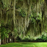 Spanish Moss