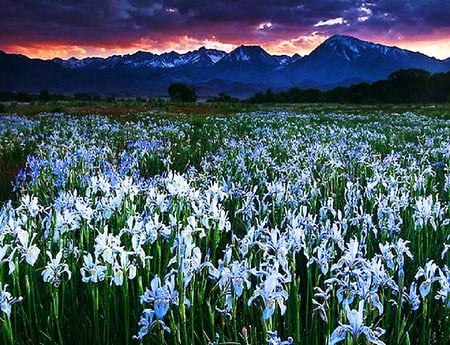 Wild iris - flowers, glow, sierra, sunset, blue, iris, mountain, wild