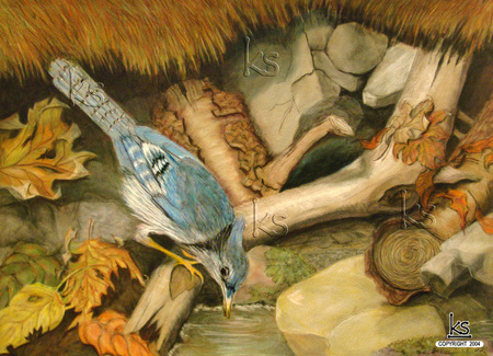 A Morning Drink - wood, leaves, stream, water, blue jay