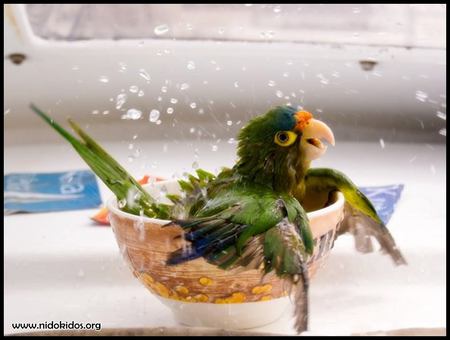 PARROT BATHING - parakeet, water, wings, funny, bird, cup, baby, yellow, bath, parrot, blue, green, cute, splash, happy