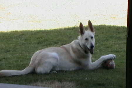 Camie with football - german shep, dog, football, white