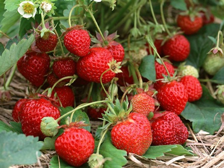 Strawberries - strawberries, blossoms, red, leaves, delicious, sweet