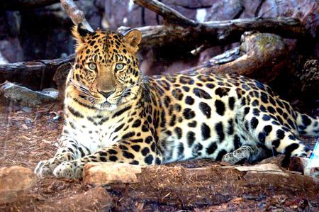 Leopard - cat, leopard, animal, rocks