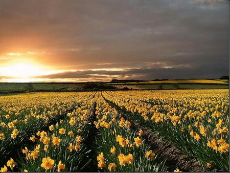 Sunset - flowers, sky, nature, sunset