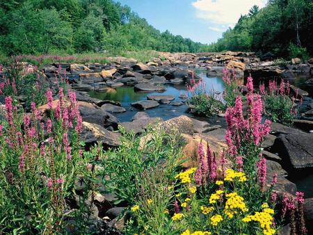 Flowers - rocks, water, flowers, trees, nature