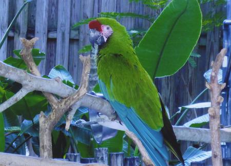 Parrot - bird, tree limb, animal, parrot