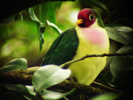 Dove - bird, animal, tree, dove