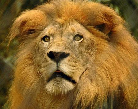 Leo the Lion - lion, mane, animals, cat