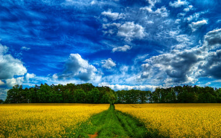 field of dreams - dreams, sky, field, blue