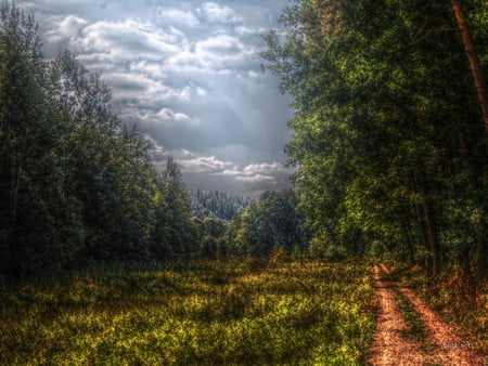 Forest - cloud, forest, nature, tree