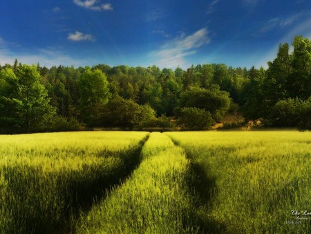 Peaceful nature - field, grass, trees, grassland