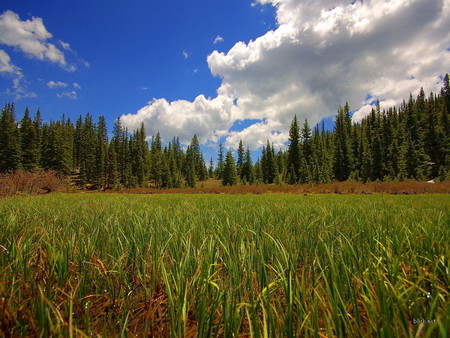 Beautiful field - nature, cloud, tree, field, grass