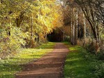 Green forest