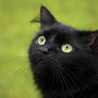 Black cat