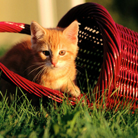 Kitty