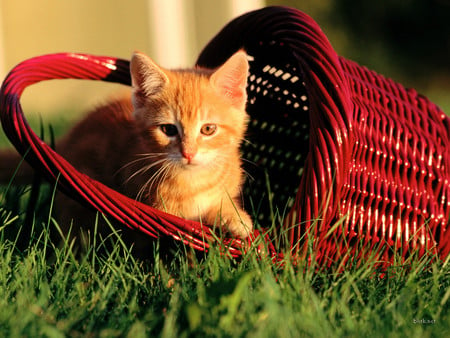 Kitty - sweet, cat, basket, kitten