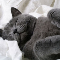 Russian blue sleeping
