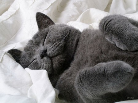 Russian blue sleeping