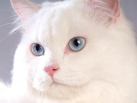 Fluffy white kitten - fluffy, animal, kitten, eye, cat