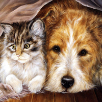 Sweet cat and dog